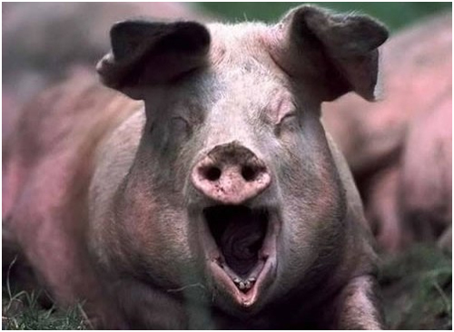 ЧП в Реутово или О свинье-воровке. Воспоминание в год Свиньи - Кругозор